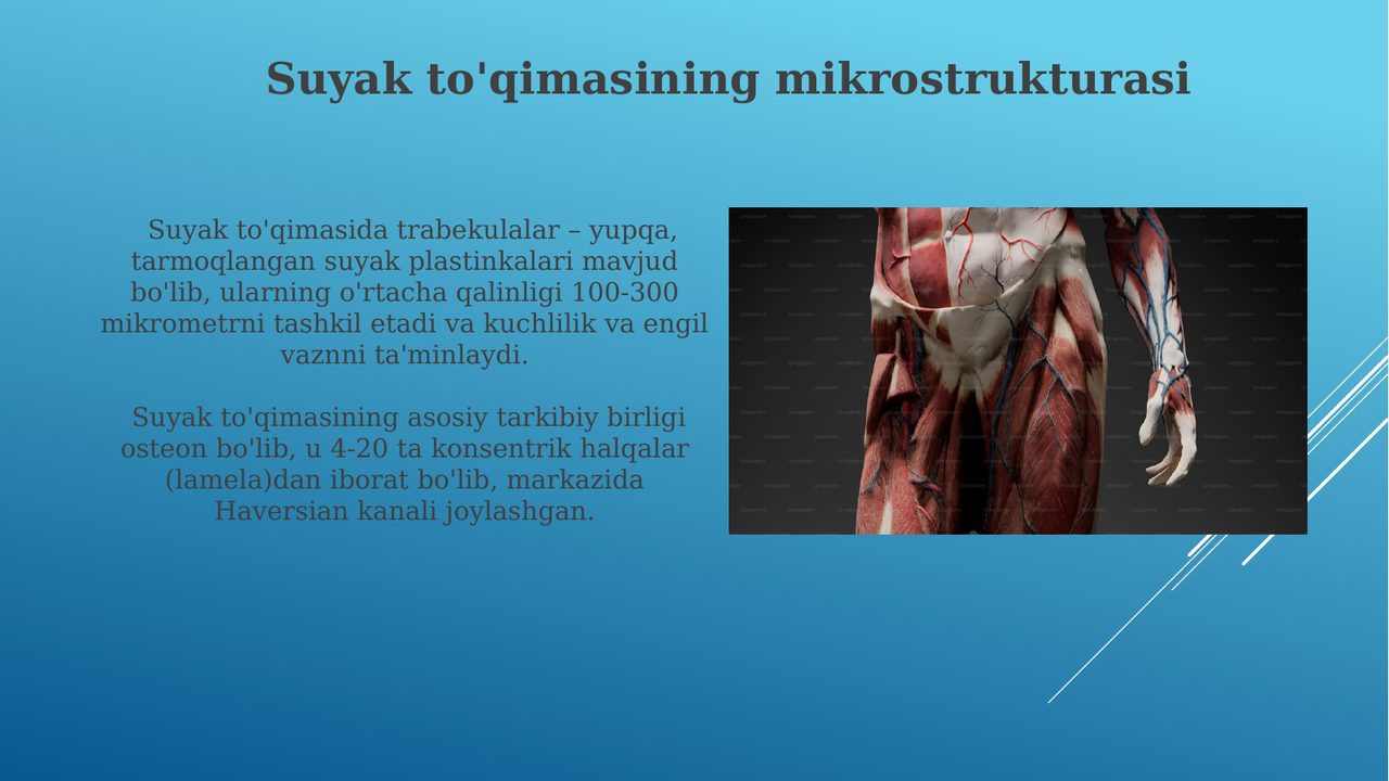 Suyak va Muskul toʻqimasi | Taqdimot | Slayd+ | Slayd+